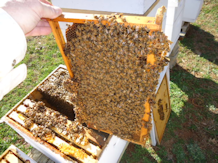 Reeder Bees