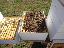 Reeder Bees