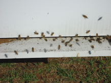 Reeder Bees